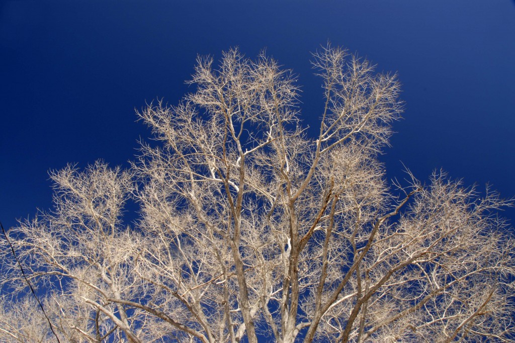 2006 12 Taos Cottonwood Sky Email