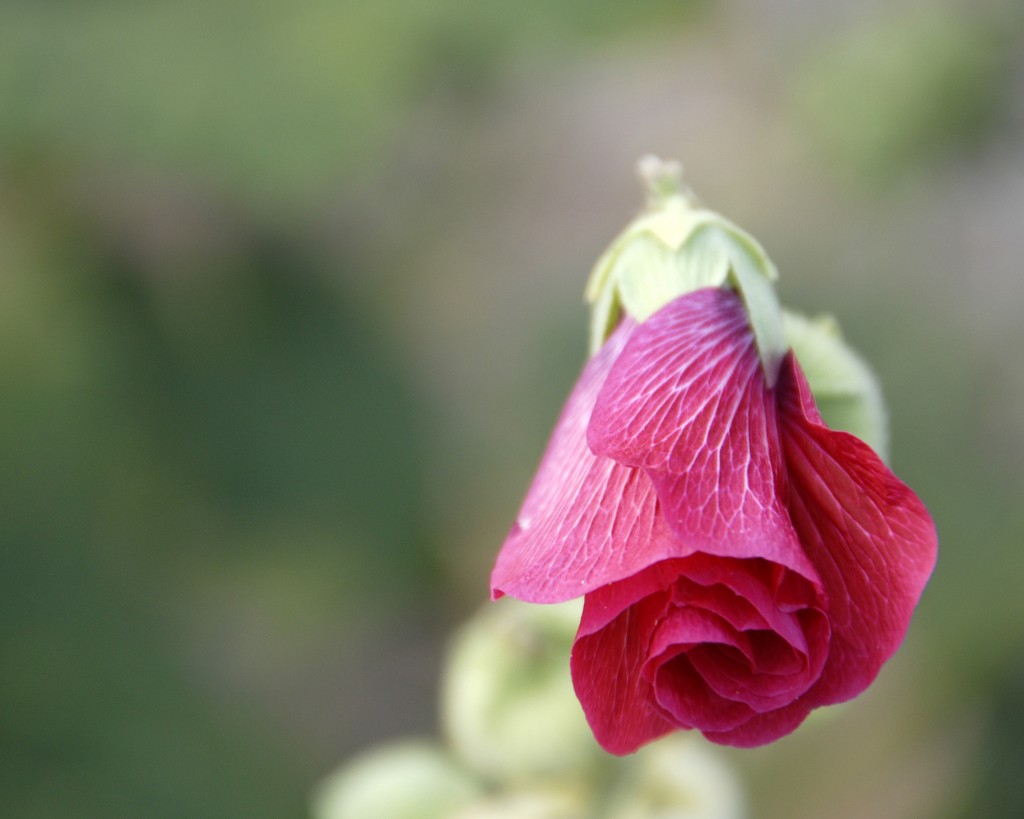 2008 08 Hollyhock 03
