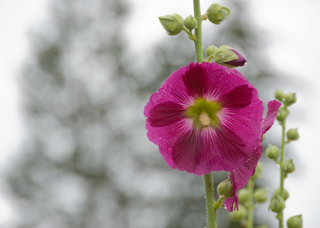 2009 07 08 Hollyhock  015
